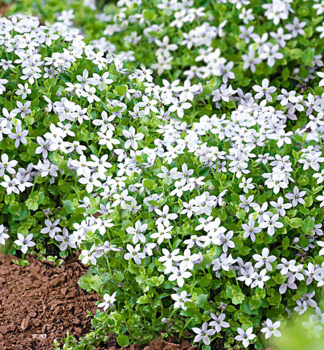 Isotoma poton ALBA, kont. 0,5 l