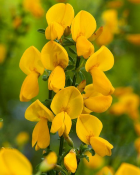 ilimnk 'VANESSE' 20-30 cm, kont. 1,4 l
