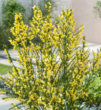 �ilimn�k 'VANESSE' 60-70 cm, kont. 1,4 l