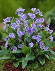 Pupkovec kapadocký Pupkovec kapadocký