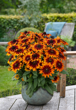 T�apatka (Rudb�kia) �SUNBECKIA�SARAH�, kont. 0,5 l