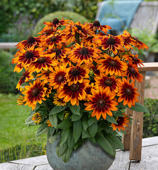 T�apatka (Rudb�kia) �SUNBECKIA�SARAH�, kont. 0,5 l