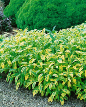 Obrázok (6) Obrázok (6)