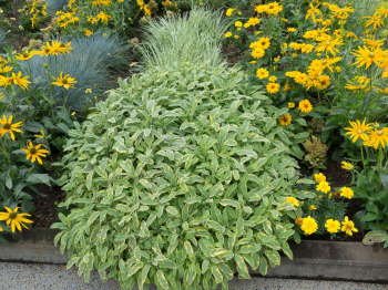 Obrázok (7) Obrázok (7)