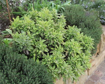 Obrázok (8) Obrázok (8)