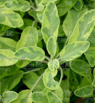 Obrázok (10) Obrázok (10)