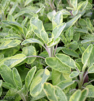 Obrázok (9) Obrázok (9)