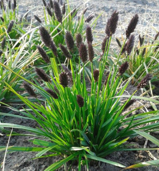 Pchava Heuflerova, kont. 2 l