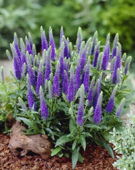 Rozrazil klasnat ULSTER DWARF BLUE kont. 1 l
