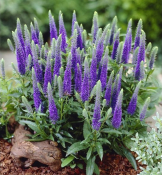 Rozrazil klasnat ULSTER DWARF BLUE kont. 0,5 l