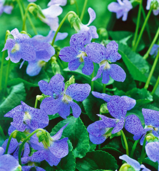 Violka motlkovit BLUE DIAMOND kont. 0,5 l