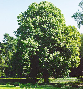 Lpa srdit, 70-80 cm, kont. 1 l