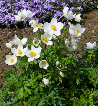 Sasanka lesn�, kont. 0,5 l