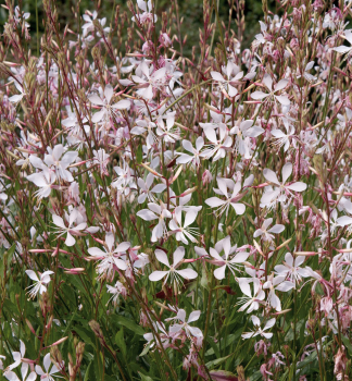 Gaura Lindheimeri SPARKLE WHITE kont. 0,5 l