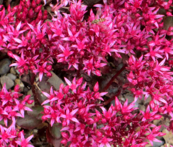 Rozchodnk pochybn COCCINEUM kont. 0,5 l