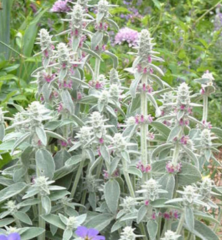 �istec vlnat� �OLYMPICA�, kont. 0,5 l