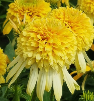 T�apatka hybridn� �LEMON DROP�� kont. 0,5 l
