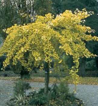 Obrzok (2)