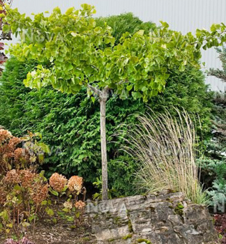 Jinan dvoulalon PENDULA na kmnku 120 cm, kont. 7,5 l