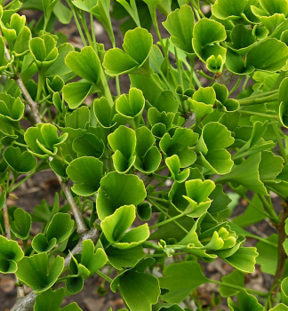 Jinan dvoulalon TUBIFOLIA 100-110 cm, kont. 5 l