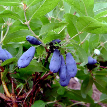 Obrzok (4)