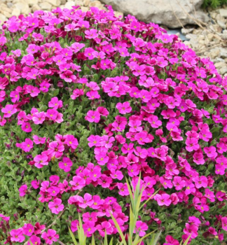 Ta�i�ka �FLORADO ROSE RED�, kont. 0,5 l