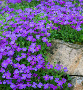 Ta�i�ka �KITTE� BLUE� kont. 0,5 l