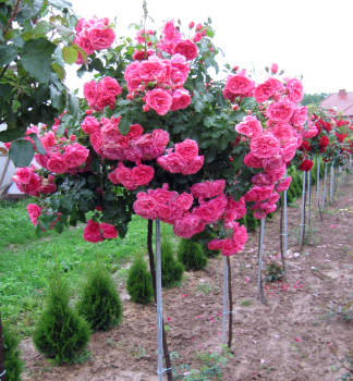 Re stromkov ROSARIUM UETERSENS * na kmnku 80 cm, prostok.