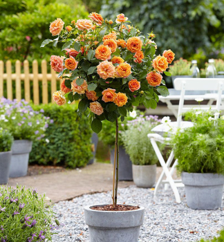 Minirůže stromková ´TOPOLINA®´ oranžová, na kmínku 40 cm, kont. 2,5 l