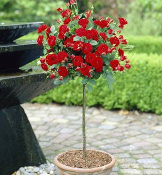 Minirůže stromková ´TOPOLINA®´ červená, na kmínku 35 cm, kont. 2,5 l