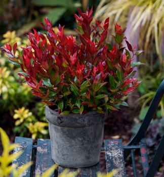 Leukotoe LITTLE FLAMES 15-20 cm, kont. 2 l