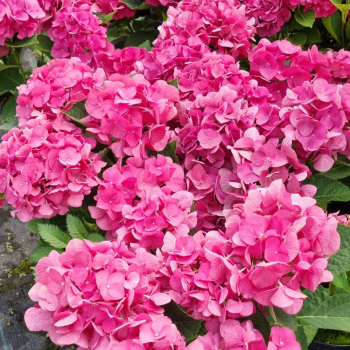 Hortenzie velkolist JIP PINK 30-40 cm, kont. 4 l