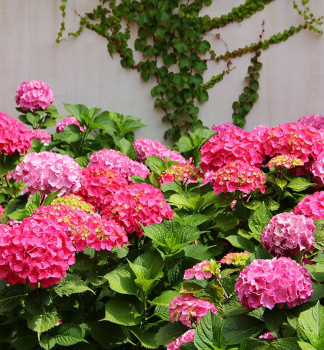 Hortenzie velkolist JIP PINK 30-40 cm, kont. 4 l