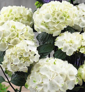 Hortenzie velkolist ICE GIRL 30-40 cm, kont. 4 l