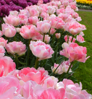 Tulipn ANGELIQUE 5 ks v balen