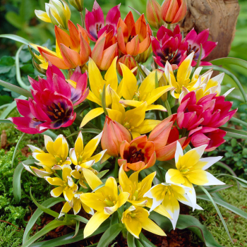 Tulipn botanicky BOTANICAL MIXED 10 ks v balen