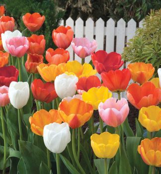 Tulipn botanicky DARWIN MIX 3 ks v kont. 0,5 l