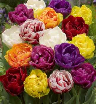 Tulipn botanick DOUBLE MIXED 5 ks v balen