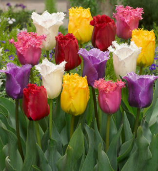 Tulipn FRINGED MIXED 5 ks v balen