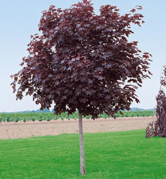 Javor mln ROYAL RED 180-200 cm, kont. 12 l