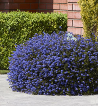 Zpododr (Latnatec) BLUE SAPPHIRE 40-50 cm, kont. 2,5 l