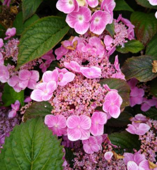 Hortenzie pilovit� �BLUE CLOUDS�� 20-30 cm, kont. 2,5 l