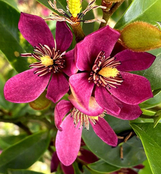 ��cholan �STELLAR RUBY� 30-40 cm, kont. 3 l