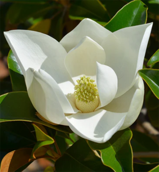 ��cholan velkokv�t� 70-80 cm, kont. 5 l