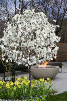 ��cholan hv�zdokv�t� �ROYAL STAR� na km�nku 120 cm, kont. 12 l