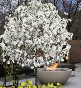 ��cholan hv�zdokv�t� �ROYAL STAR� na km�nku 120 cm, kont. 12 l