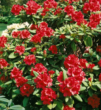 Pnink jakutsk SEPTEMBER RED 40-50 cm, kont. 5 l