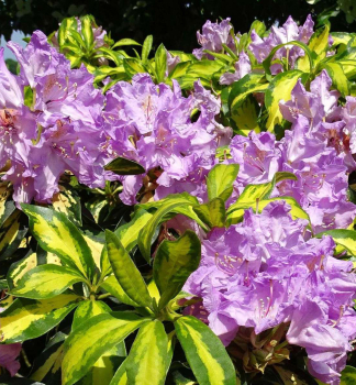 Pnink hybridn BLATTGOLD 20-30 cm, kont. 5 l