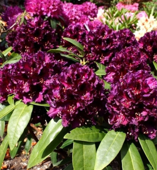 Pnink hybridn DRAMATIC DARK 30-40 cm, kont. 5 l