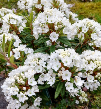 P�ni�n�k �MILKY WAY� 30-40 cm, kont. 2 l